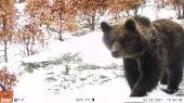Medvedí súrodenci