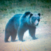 Medveď
