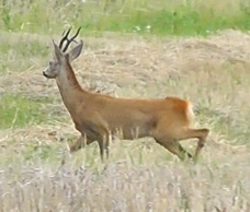 Starci sa predvadzajú