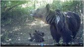 Medvedia rodinka