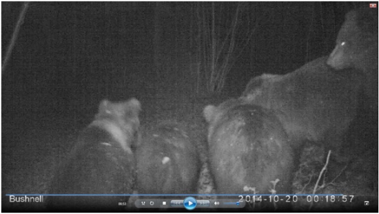 Medvedica s ratolesťami