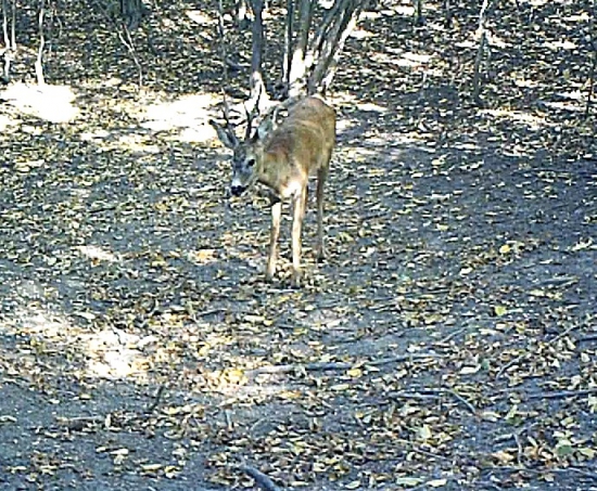 Srnec zháňa niečo pod zub