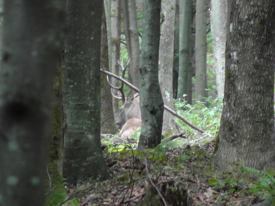jeden z minulej ruje