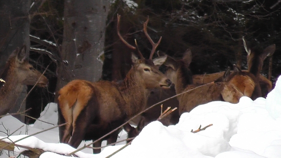 jelenia zver v krutej zime 2013