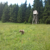 zvedavý macko