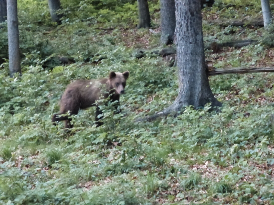 Medvedík, málo ich je