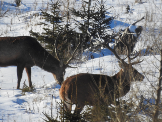 Nepravidelný kamaráti