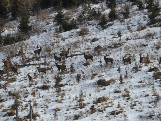 Jednorožec vedie vláčik