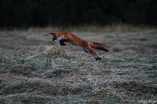 Úspešný líščí lov