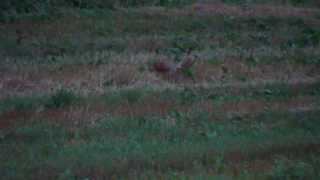 Líška železný posed