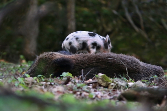 DIVIAČICA a jej prasiatka