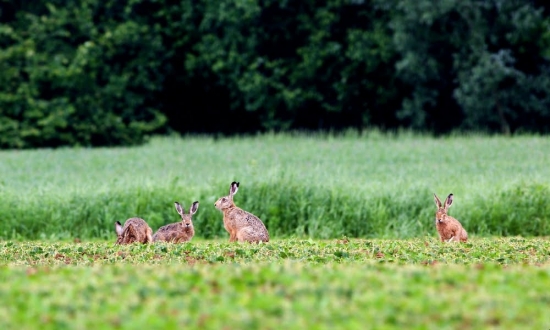 šantenie poľných zajačikov