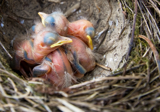 mláďatá drozda trskotavého (2-3 dňové)