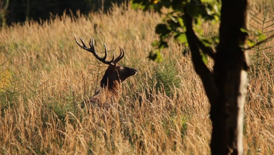 Jelenia ruja BieleKarpaty sever.