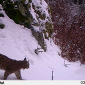 Lynx Lynx