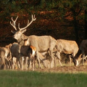 jelenia zver