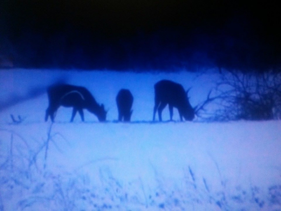 Jelenia zver na snehu