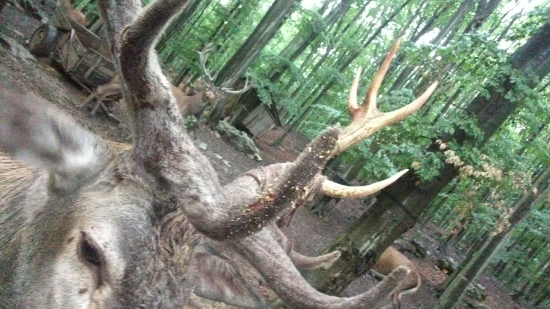 VYTLKANIE PAROZIA Z BLIZKA