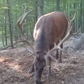Ruja 2015