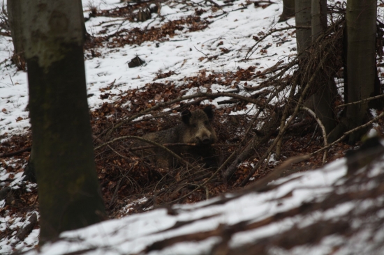 POHODA PRI KRMELCI 2