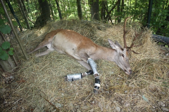 HODINOVE VETERINARNE OŠETRENIE V SKRAKE.