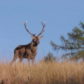 Ruja 2012