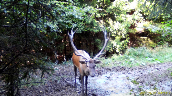 Zábery jeleňov z fotopasce počas jelenej ruje