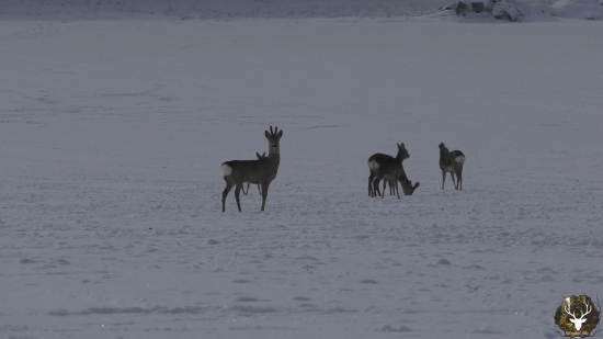 Srnčia zver na paši v zime