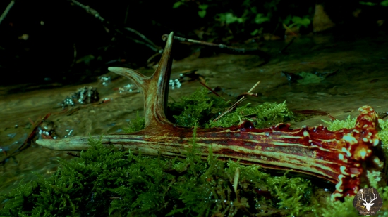 Podbranisko - leto 2015