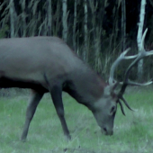 Jelenia ruja 2015