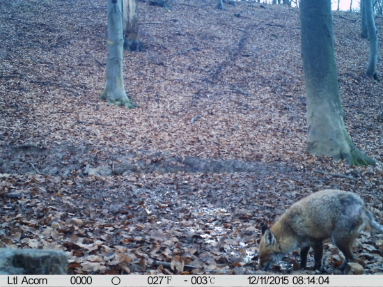 Lišiakov názor na fotopascu