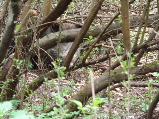 Diviaky Povazska Bystrica