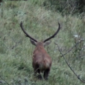Ruja 1