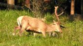 Jelen lesný - Cervus elaphus.