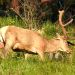 Jelen lesný - Cervus elaphus.