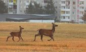 Na strnisku pri sídlisku.