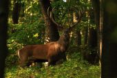 Jelenia ruja