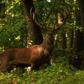Jelenia ruja