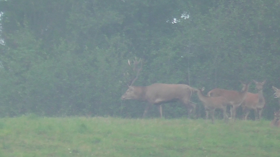 Fešák o rok starší