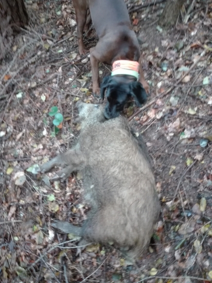 Dohladávka a dostrelenie diviačaťa, BF Zoran