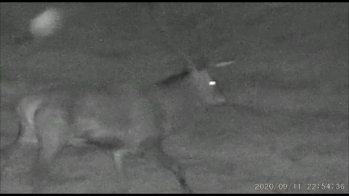 Začiatok ruje,roky 2020 a 2021