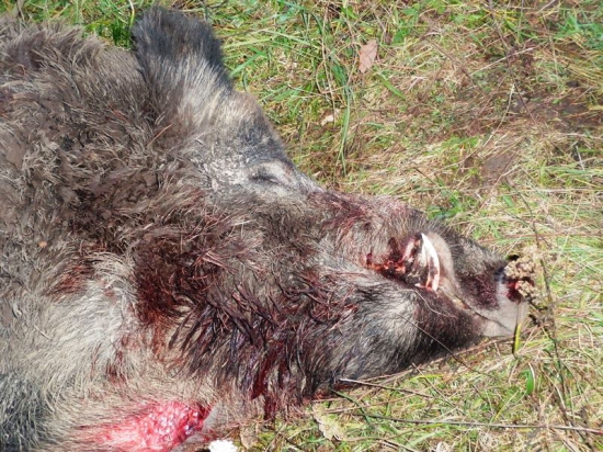 Pasovanie za Lovca diviakov