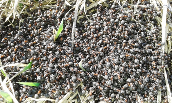 Mravec lesný - pracovitý a šikovný staviteľ