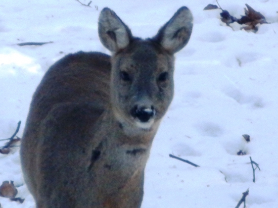 Zima, mráz! Keď je v lese ticho!