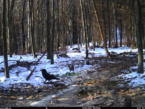 Krkavec na krmovisku, Corvus Corax