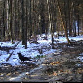 Krkavec na krmovisku, Corvus Corax