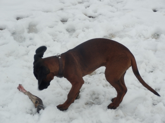 Vianočný tréning aby štedrovečerná večera chutila