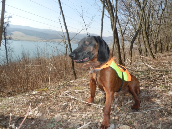 BF Zoran a jeho nálezy počas prechádzok.