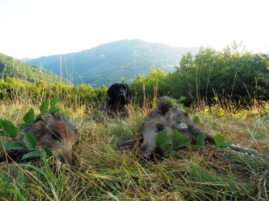 Úspešný lov a dohladávka diviačaťa, BF Zoran 1rok