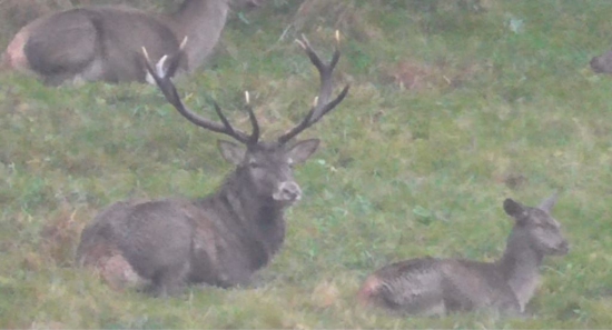 oddychujuci karpatak